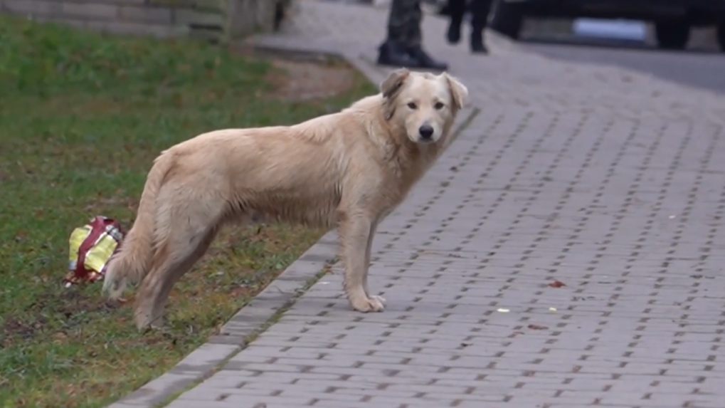 Ľudí ohrozujú svorky túlavých psov: Ich počet stúpa a obec nemá riešenie. Zvieratá sú často agresívne, ľudia majú strach