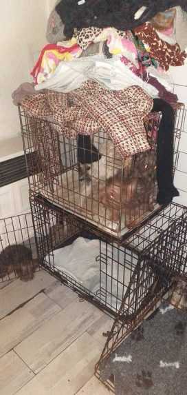 Na snímke psy, ktoré žena chovala.