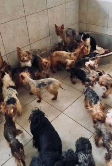 Na snímke psy, ktoré žena chovala.