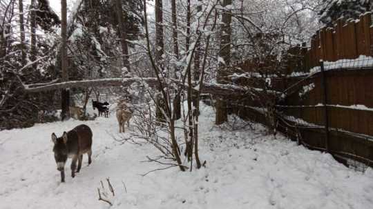 Na snímke padnutý strom v Zoo Bojnice.