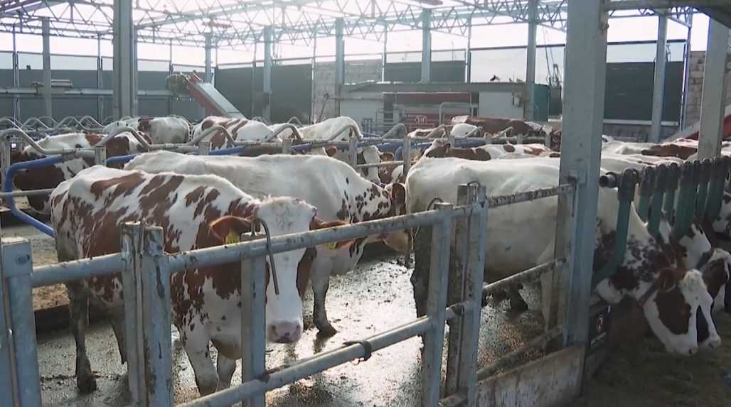 V holandskom meste reagujú na klimatickú zmenu po svojom. V tamojšom prístave funguje unikátny kravín