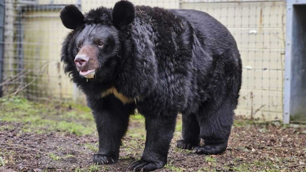 VIDEO: Šťastný koniec pre medveďa z ostreľovanej ukrajinskej ZOO. Nový domov mu našli v Škótsku