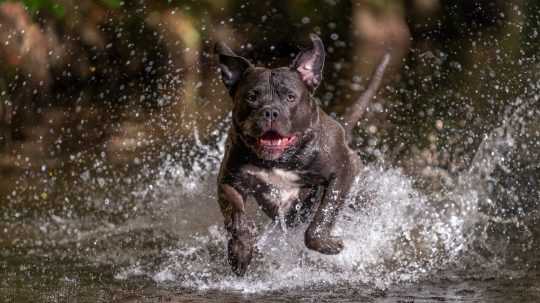 Na snímke plemeno American bully preskakuje cez vodu.