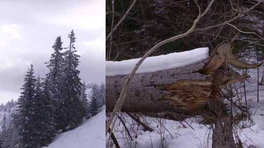 Koláž: Stromy, vyvrátený strom po víchrici.