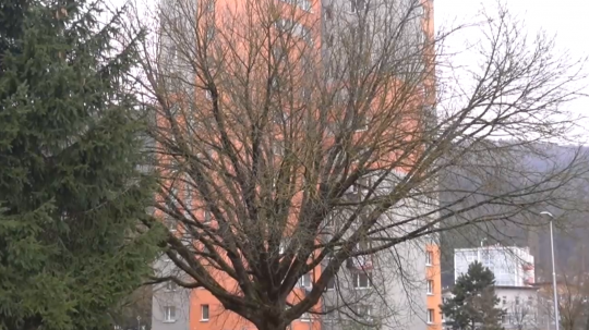 Na snímke strom javorovec jaseňolistý v Púchove.