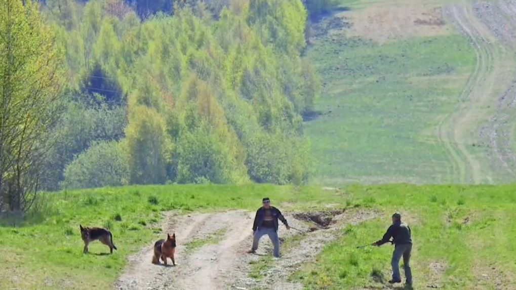 Peňažný trest za zastrelenie psov. Za týranie zvierat nie sú dostatočné tresty, hovorí iniciatíva