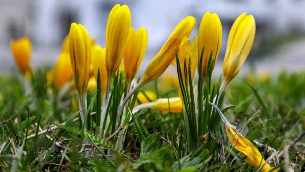 Slovensko má za sebou mimoriadne teplý február. Na týchto miestach bolo v priemere najteplejšie