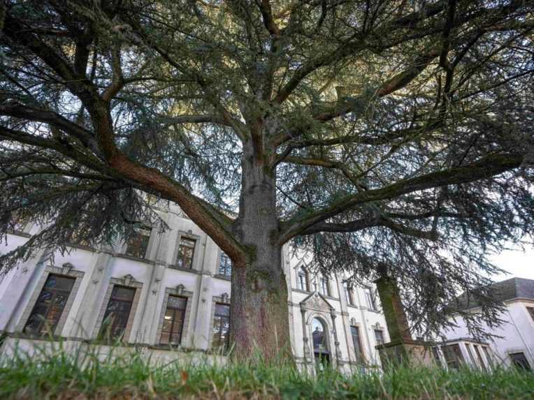 Rebríček na 15. mieste uzatvára céder atlantský z Belgicka.