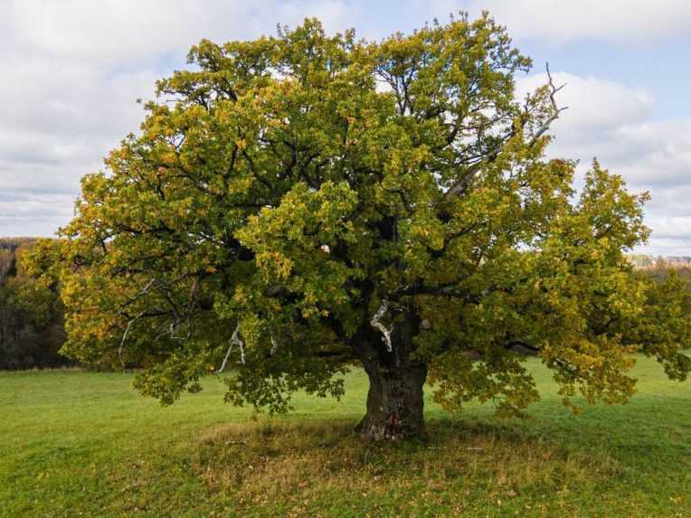 Estónsky dub na 12. mieste.