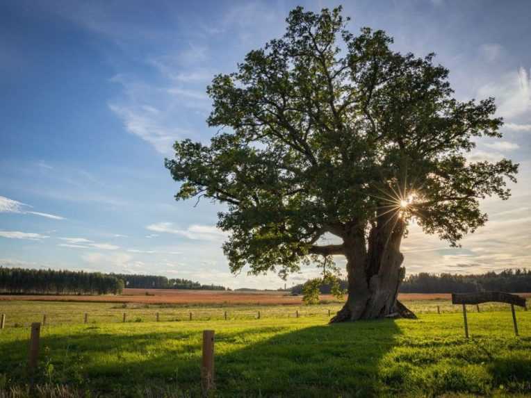 Lotyšský dub je na desiatom mieste.