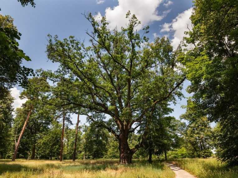 Slovenský dub je na 14. mieste.
