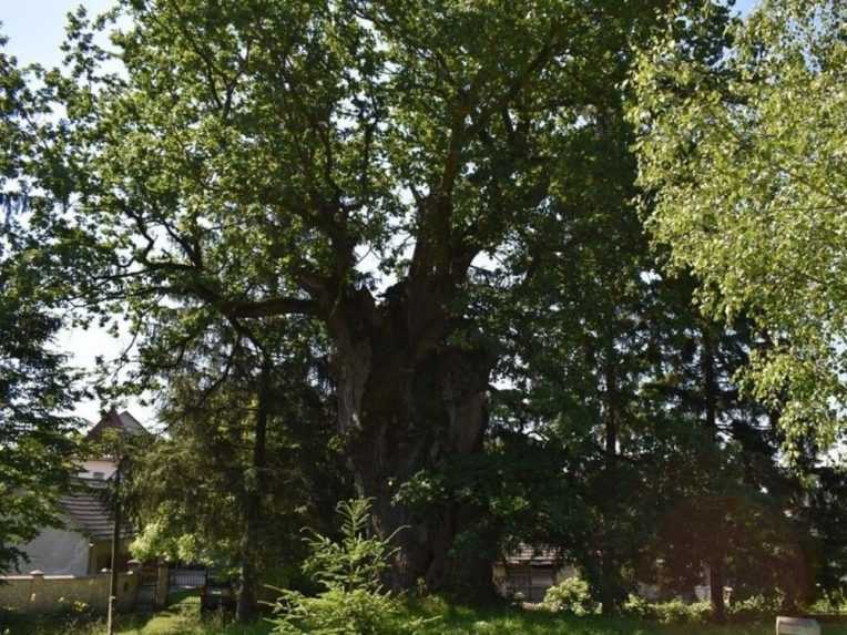 Na ôsmom mieste je dub z Ukrajiny.