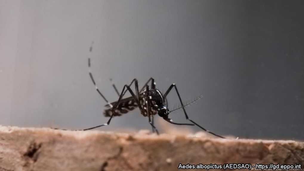 Aedes albopictus - komár tigrovaný.
