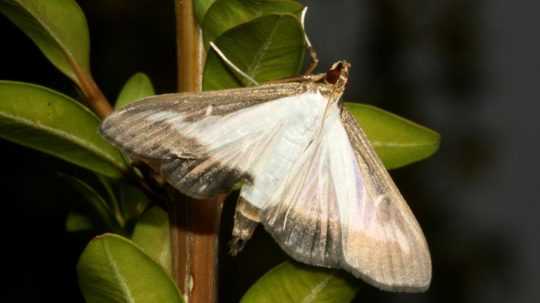 Cydalima perspectalis - vijačka krušpánová.