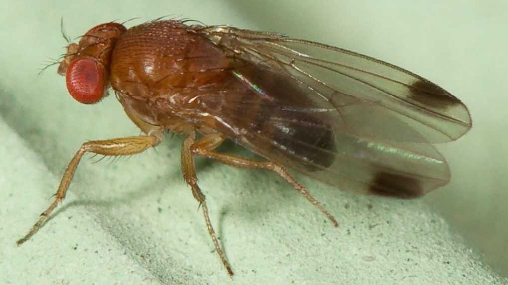 Drosophila suzuki – drozofila japonská.