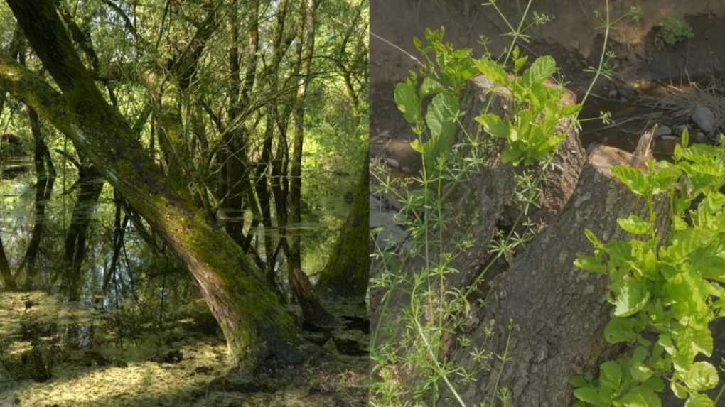 Ochrana pred medveďmi a odstránenie byrokracie alebo biomasaker a nekontrolovaná ťažba? Názory na novelu zákona sa líšia