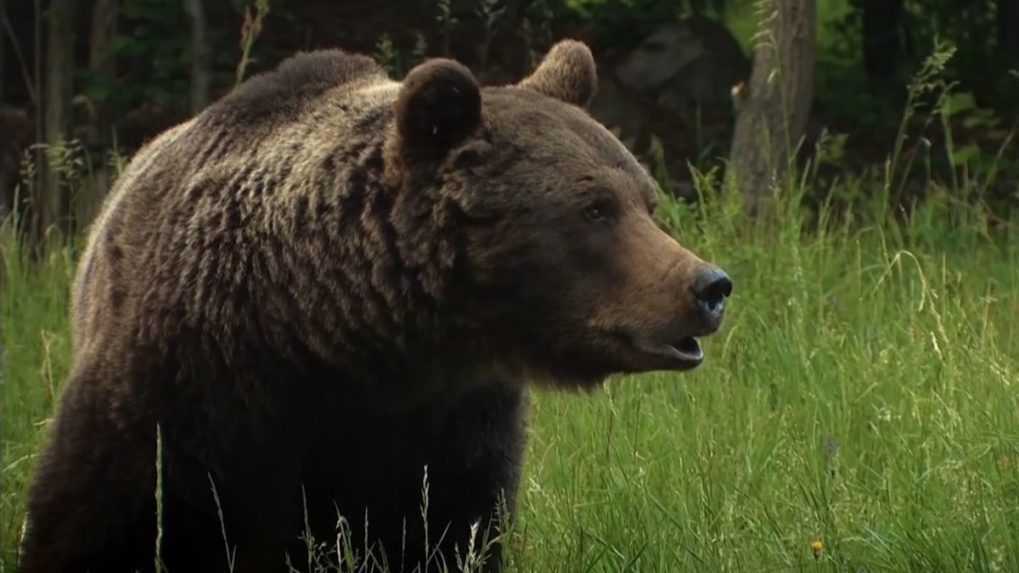 V týchto dňoch stúpa riziko napadnutia človeka divou zverou. Začala sa medvedia ruja