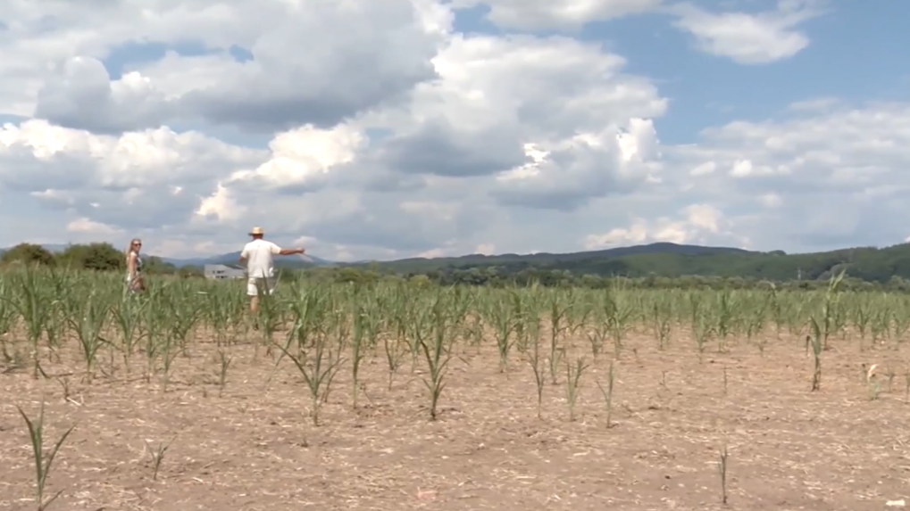 Farmárov trápia výkyvy počasia. Počasie môže ovplyvniť aj ceny potravín