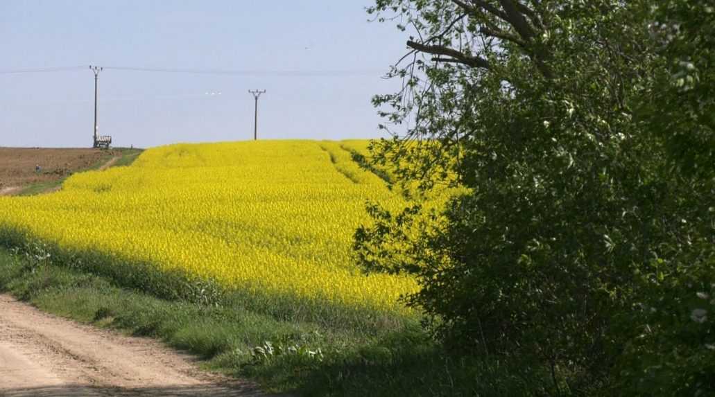 Polia sa odeli do žltej farby. Pre teplé počasie začala repka olejná kvitnúť skôr