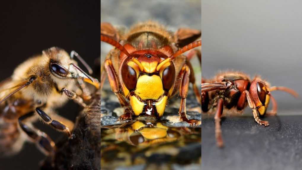 Včela medonosná, sršeň obyčajný a osa útočná.
