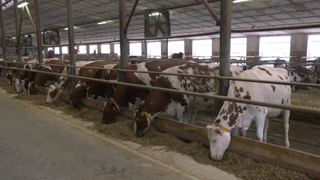 Slováci konzumujú málo mlieka. Jeho produkcia je na hranici toho, čo sa oplatí