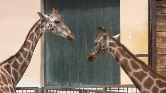 Bratislavská ZOO chová žirafy ako jediná na Slovensku.