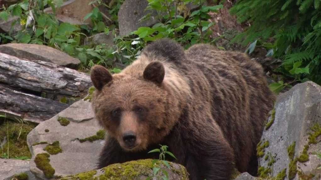 Stret s medveďom môžete ohlásiť na špeciálnej infolinke. Ako to funguje a čo očakávať?