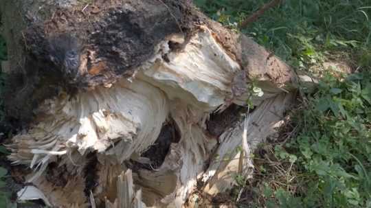 Poškodený strom v arboréte.