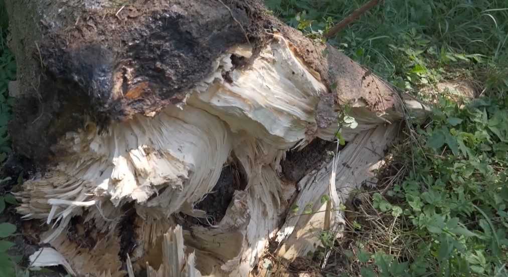 Stromy sú poškodené a škody nevyčísliteľné. Po búrke, ktorá sa prehnala Zvolenom, museli zatvoriť arborétum