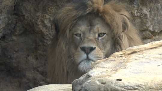 Lev Aslan z bojnickej zoo.