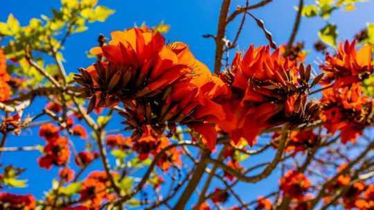 Oranžové kvety na strome Erythrina caffra.