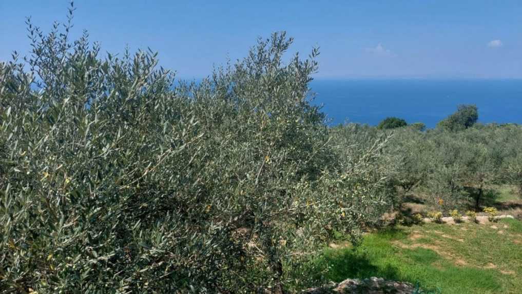 Pozemok s olivovn&iacute;kmi sa tiahne až k moru.