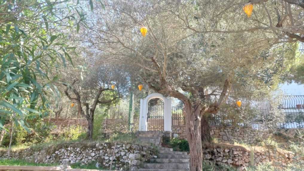 Na ostrove maj&uacute; dohodu, že proti kom&aacute;rom nepouž&iacute;vaj&uacute; žiadne chemik&aacute;lie, len ekologick&eacute; lapače.