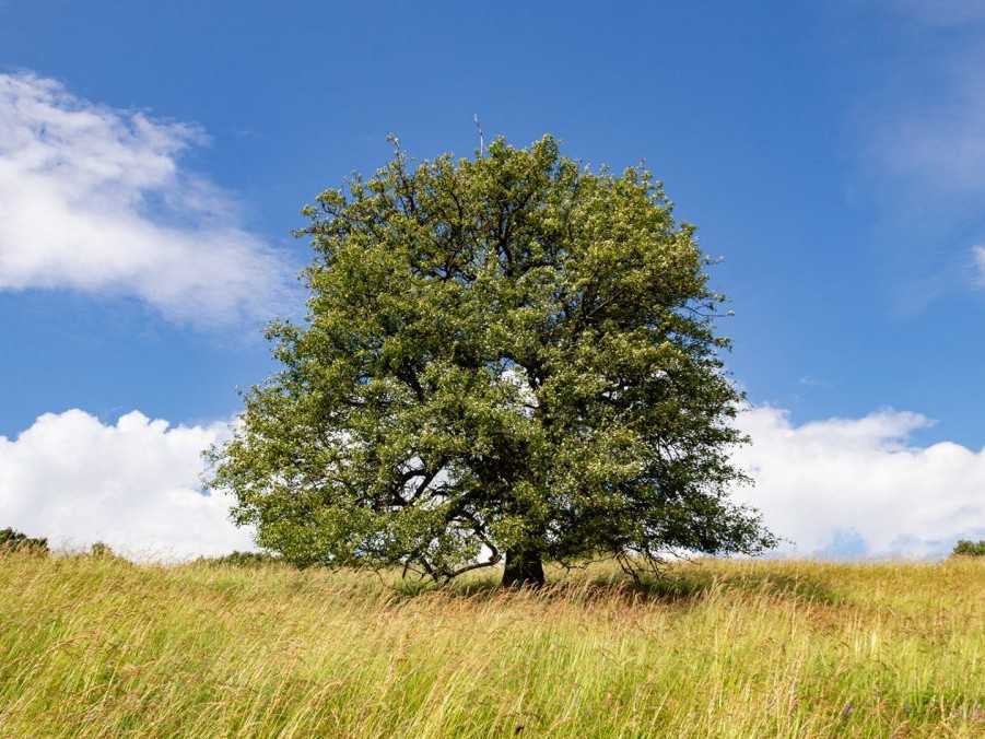 Víťaz ankety Strom roka 2024 - Bošácka hruška.