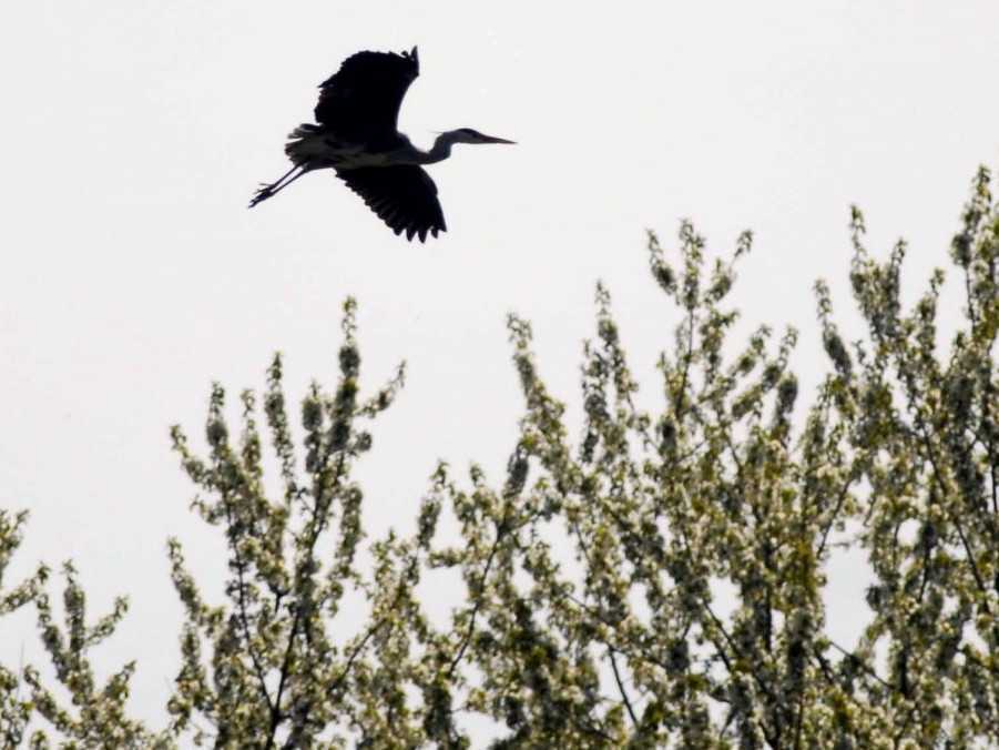 Na snímke volavka popolavá.