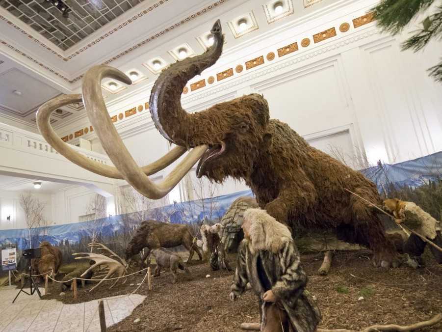 Na snímke mamut v múzeu.