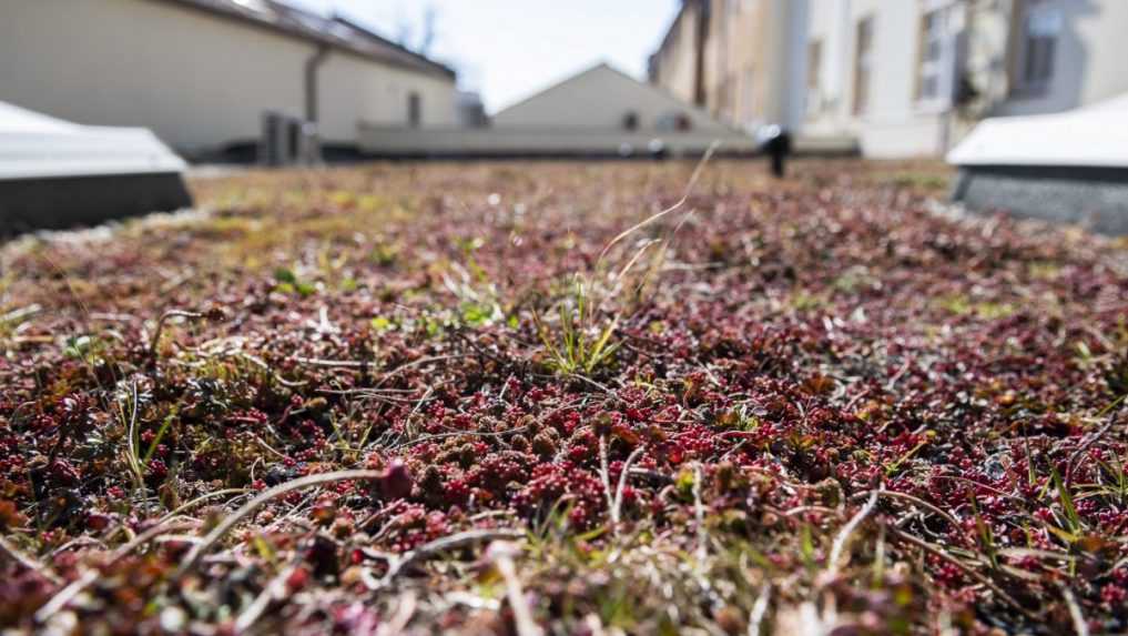 Čím viac zelených striech v mestách máme, tým sme lepšie adaptovaní na výkyvy počasia, tvrdí odborník