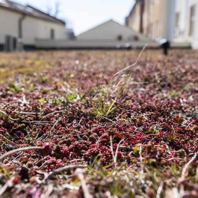 Čím viac zelených striech v mestách máme, tým sme lepšie adaptovaní na výkyvy počasia, tvrdí odborník