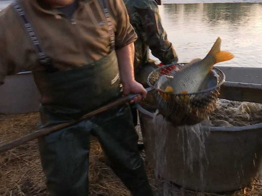 Na snímke muž vylovuje z nádrže ryby.