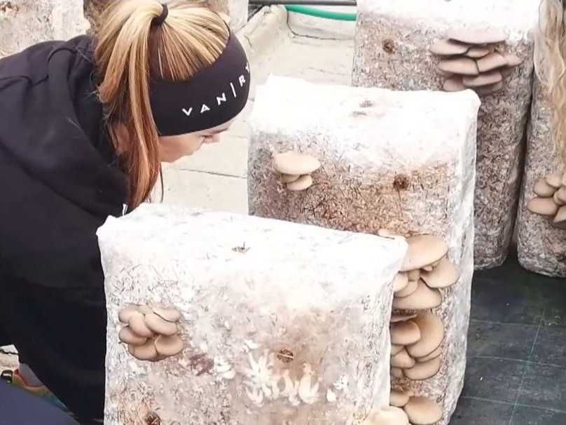 Na snímke študentky kontrolujú hlivu ustricovú potrebnú na výrobu sušienok.