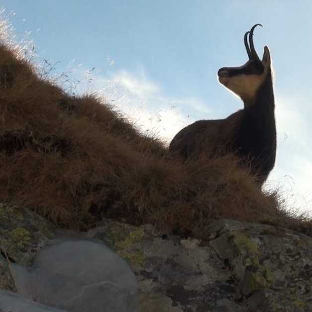 V Tatrách počítali kamzíky. Dobrovoľníkom pomáha aj aplikácia