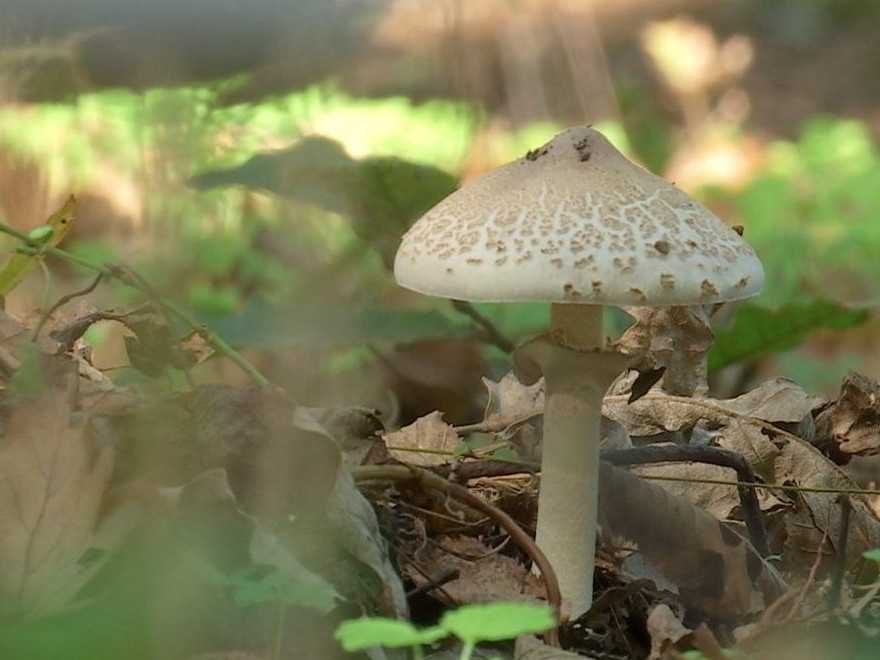 Na snímke huba v lese.