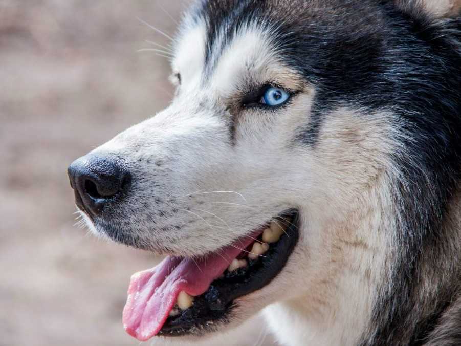 Ilustračná snímka huskyho.