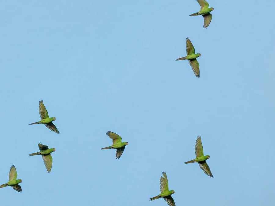 Na snímke letiace papagáje.