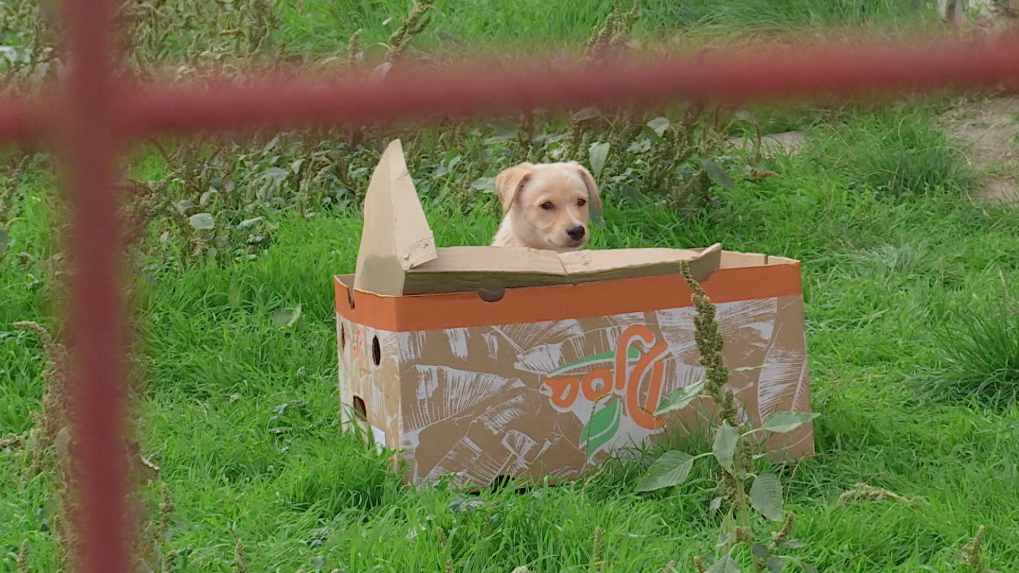 Na sn&iacute;mke &scaron;teňa v krabici.