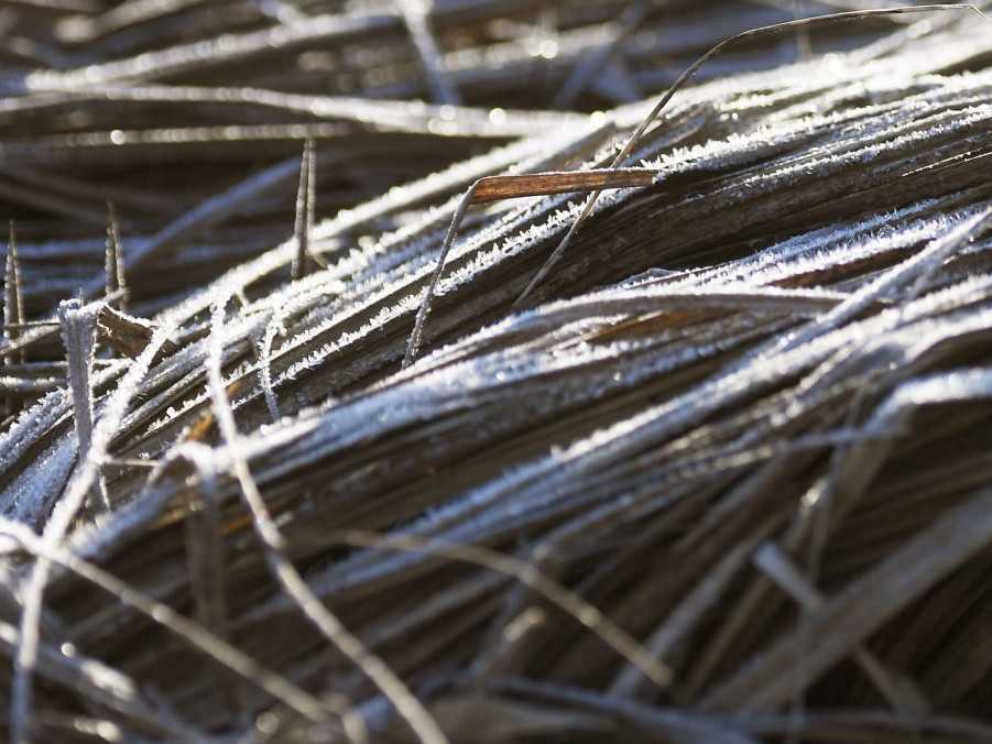 Námraza na tráve počas mrazivého dňa.