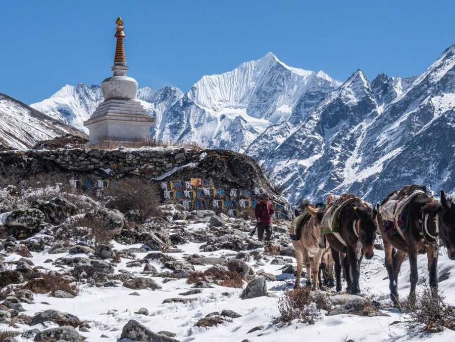 Muž s koňmi vysoko v horách pokrytých snehom.
