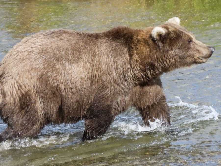 Ilustračná snímka medveďa hnedého na Aljaške.