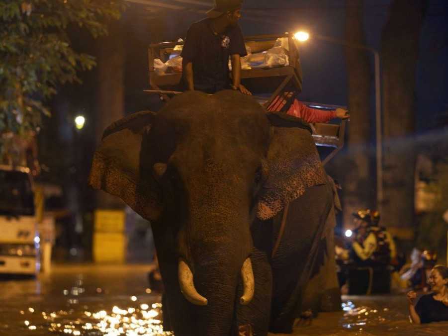 Na snímke slony v Thajsku.