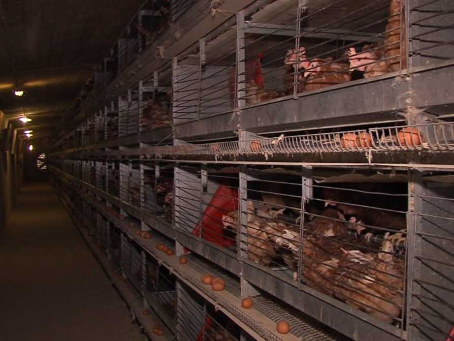 Sliepky v klietkach.